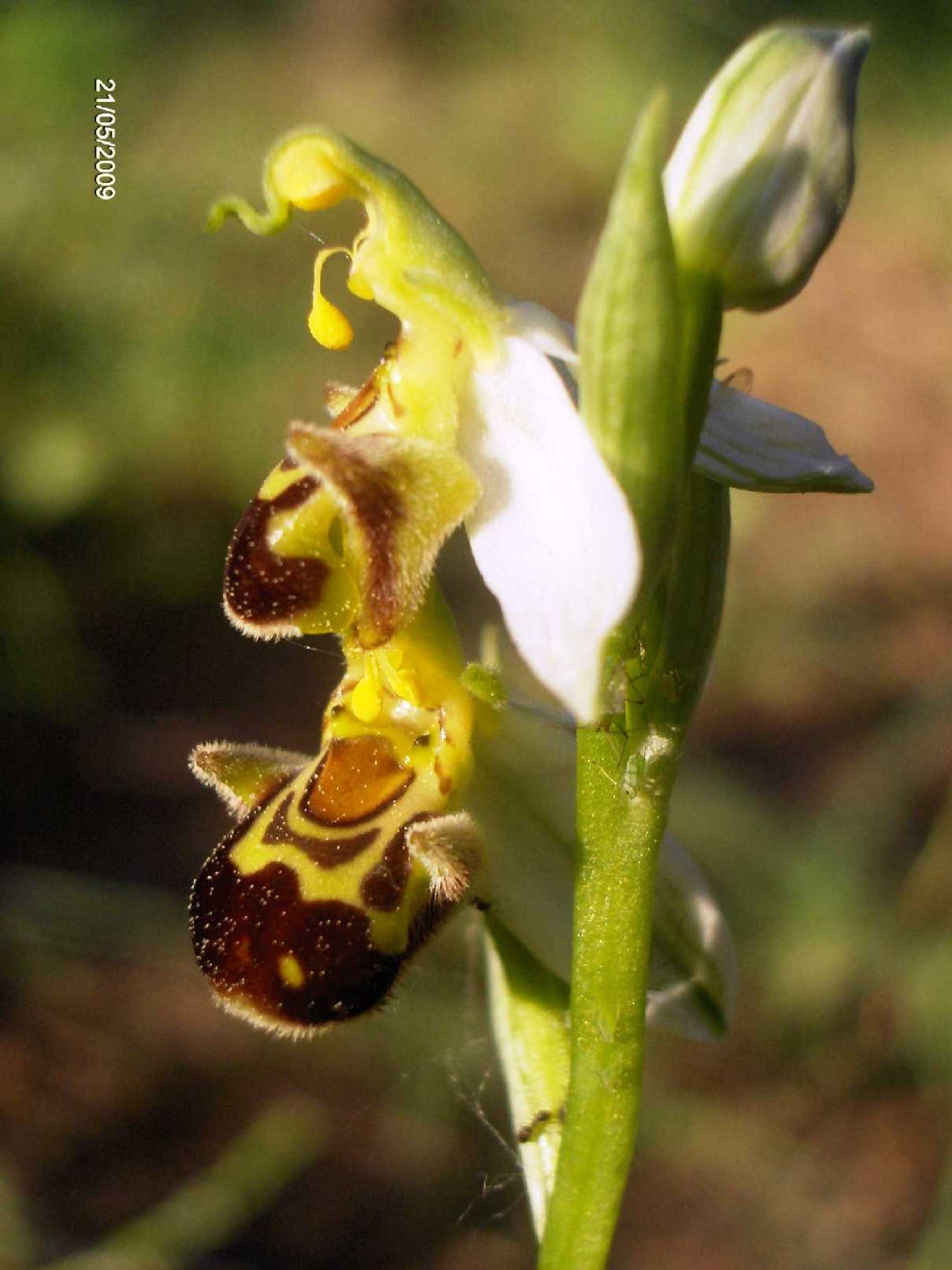 Ophrys sp.?